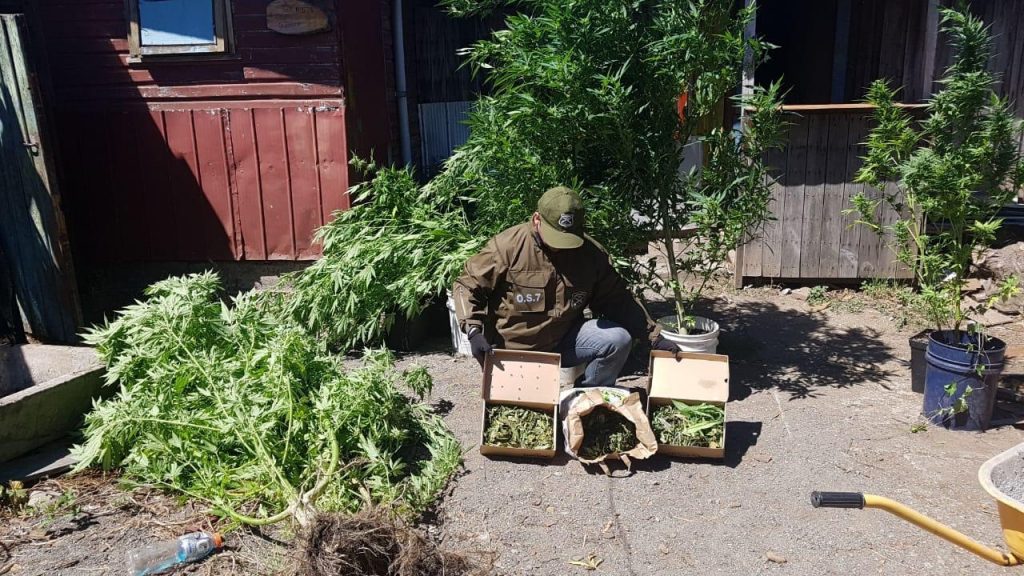 Incautan 13 plantas de marihuana y 861 gramos de droga elaborada en pleno centro de Lanco