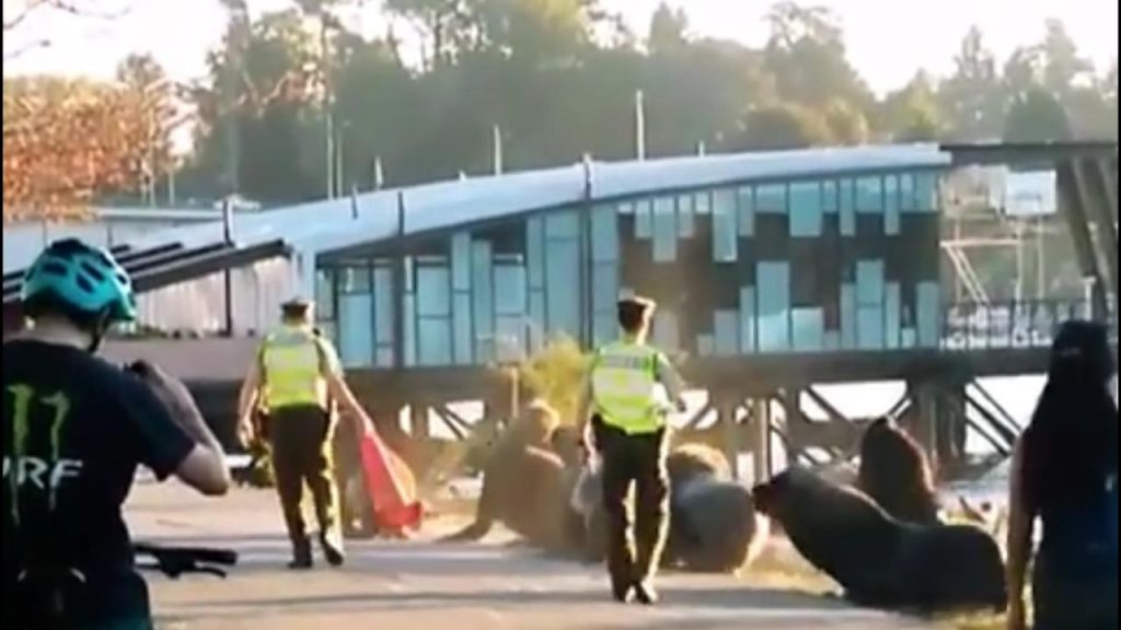 Video evidenció el momento en que carabineros expulsaba de la costanera a Lobos Marinos