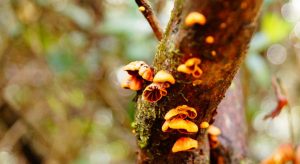 ¡Los hongos tienen festival!: Esta semana FungiFest va por su cuarta versión en Valdivia