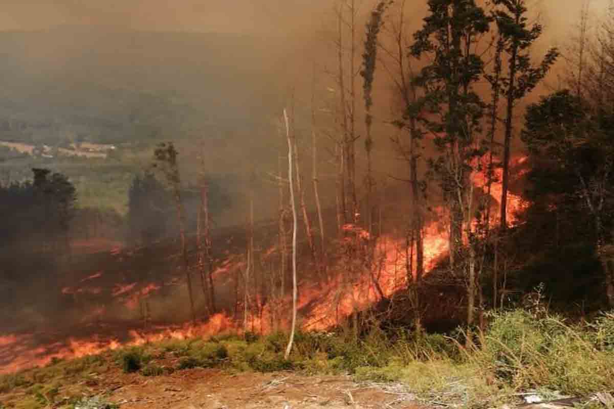Brigadistas de Los Ríos combaten incendios en apoyo a otras regiones