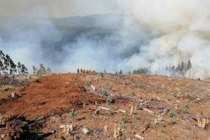 Los Ríos llega a 30 incendios forestales y bordea las 40 hectáreas afectadas en la temporada