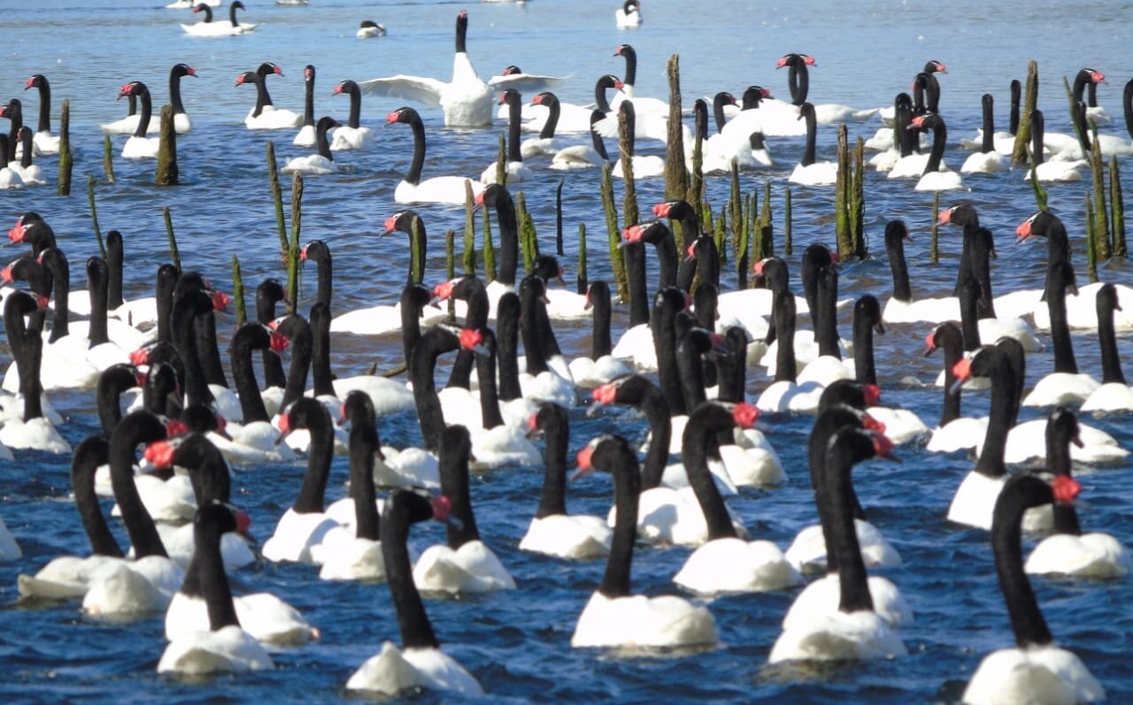 ¡buenas Noticias Población De Cisnes De Cuello Negro Se Incrementó A