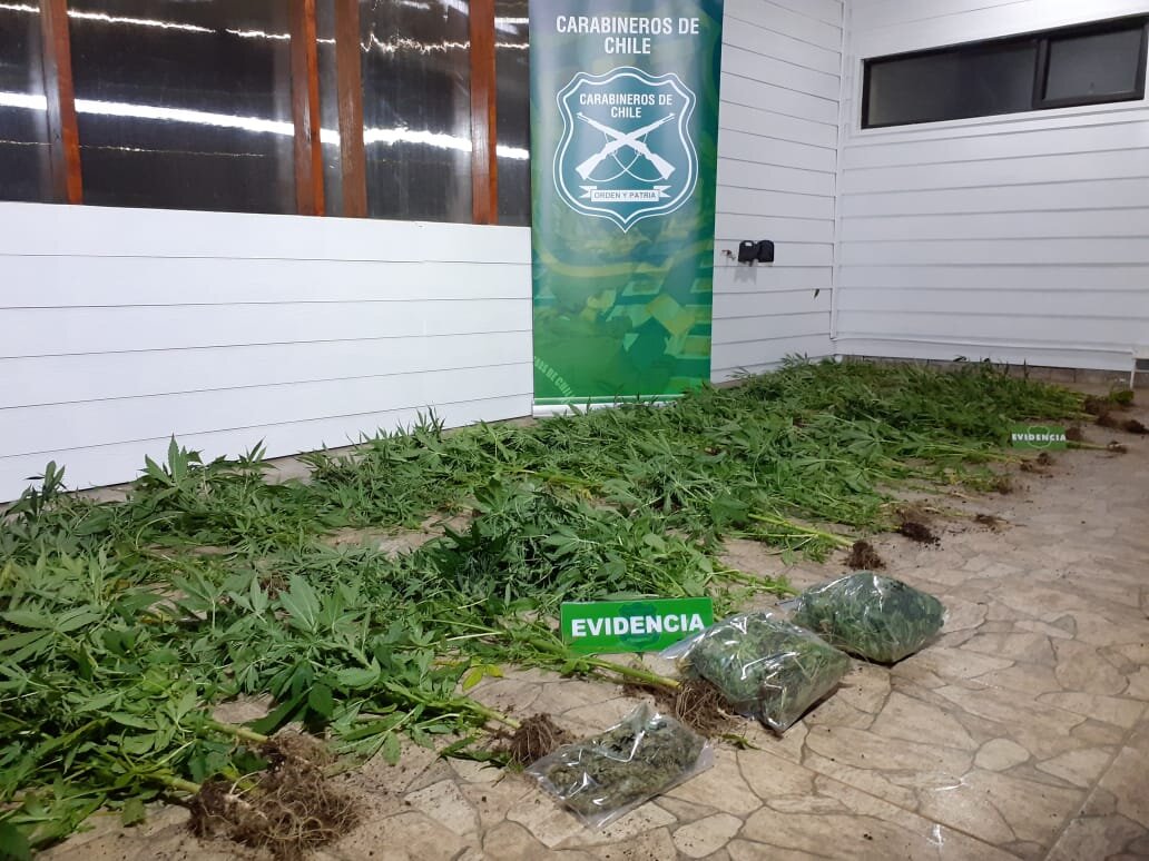 Con arresto domiciliario quedaron tres personas por cultivo de marihuana en La Unión