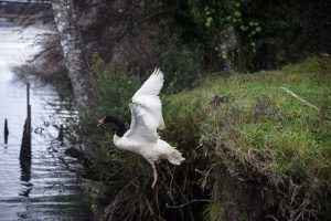 Liberan a cisnes de cuello negro rescatados luego de ser encontrados heridos en sector Cayumapu