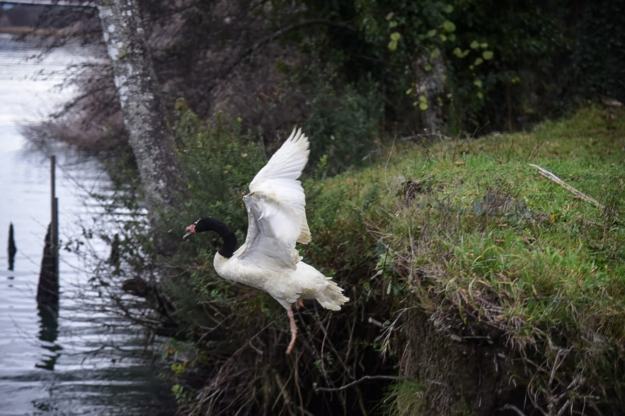 Liberan a cisnes de cuello negro rescatados luego de ser encontrados heridos en sector Cayumapu