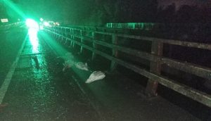 Encuentran cisnes muertos y ejemplares heridos en sector Cayumapu
