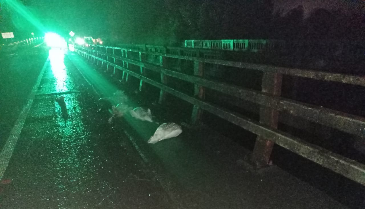 Encuentran cisnes muertos y ejemplares heridos en sector Cayumapu