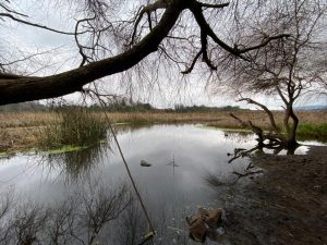 SEREMI Tacón aseguró que velarán por ecosistemas tras avance de proyecto en Humedal Angachilla