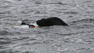 Valdivia: Conforman mesa técnica para subsanar efectos entre lobos marinos y cisnes de cuello negro