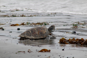 Devuelven a su hábitat a una tortuga marina encontrada en la costa de Valdivia
