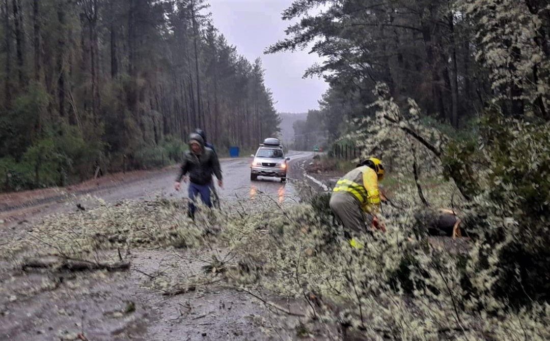 Intensas lluvias y vientos han provocado caídas de árboles y cortes de luz en Los Ríos