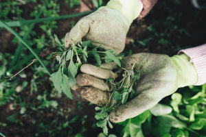 Cerca de $80 millones en indemnizaciones entregan a agricultores afectados por heladas en Los Ríos