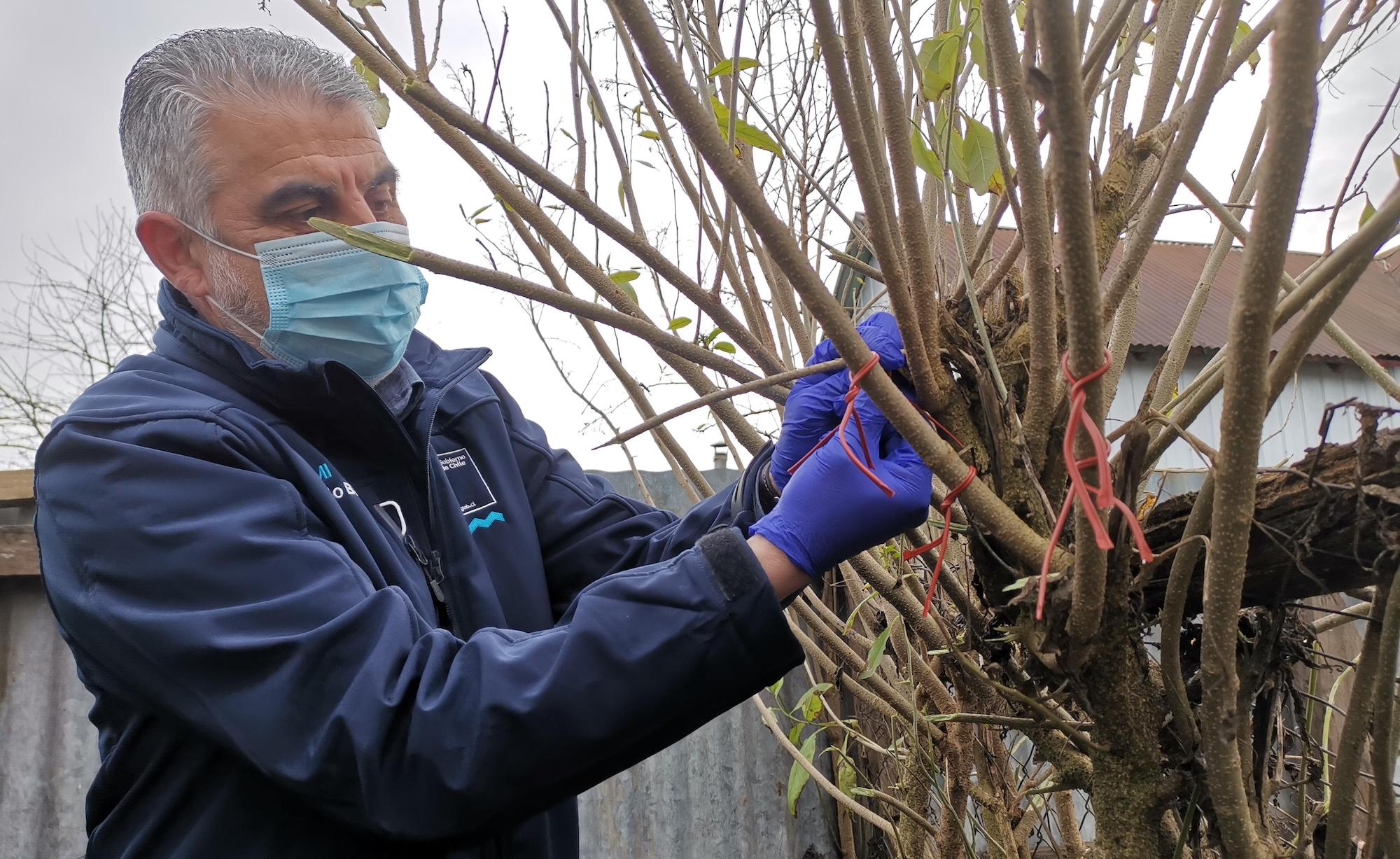Más de 130 mil dispositivos han instalado para controlar la plaga de la polilla del racimo en Los Ríos