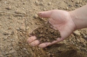 Invertirán más de $800 millones en fertilizantes para apoyar a agricultores de Los Ríos