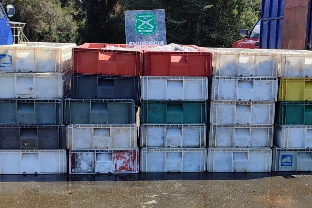 Cerca de 3 mil kilos de productos del mar fueron incautados en La Unión