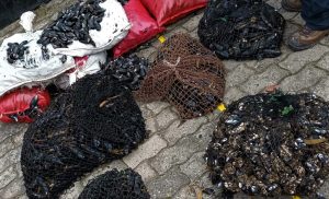 Recuperan más de 250 kilos de mariscos extraídos en periodo de veda en Corral