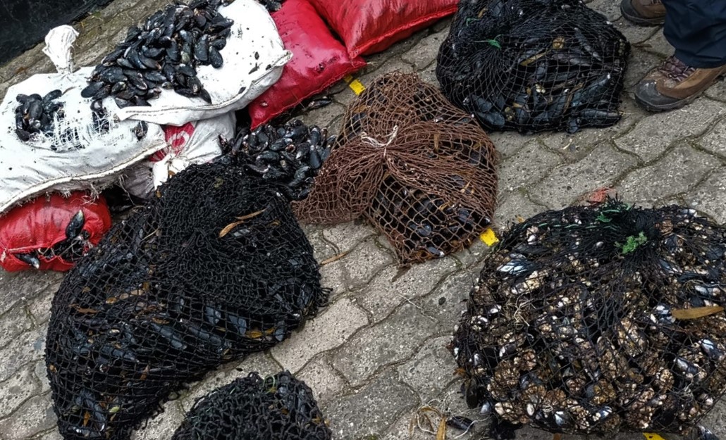 Recuperan más de 250 kilos de mariscos extraídos en periodo de veda en Corral