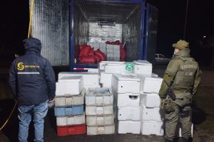 Incautan casi dos toneladas de productos del mar previo a Fiestas Patrias en La Unión