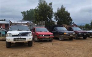 En un predio de la Forestal Arauco: Cuatro detenidos por sustraer madera nativa en Paillaco