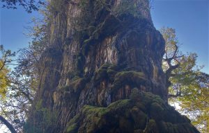 Mirador del Parque Alerce Costero reabrirá con resguardo especial por daños a ejemplares