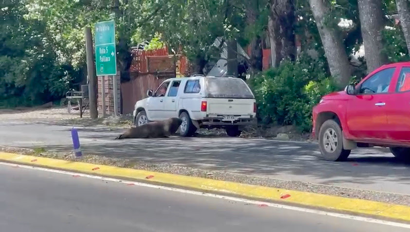 Alcalde Carrasco pide presencia policial ante irrupción de elefante marino en ruta Valdivia-Paillaco