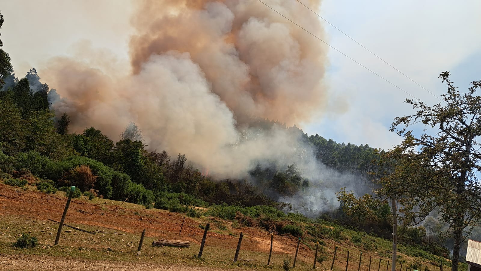 Siniestro forestal ha obligado a evacuar a 15 familias desde el sector Los Guindos