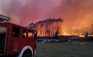 Alerta roja por amenaza a viviendas: Incendio consume plantación de pinos en Paillaco