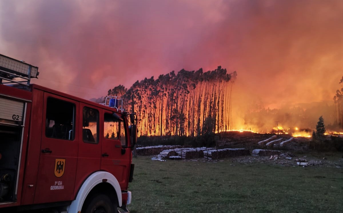 Alerta roja por amenaza a viviendas: Incendio consume plantación de pinos en Paillaco
