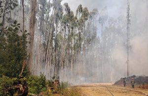 Más de mil doscientas hectáreas han sido consumidas por el incendio forestal en Valdivia y Paillaco