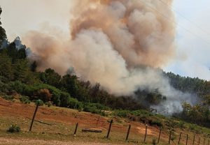 Alcalde de Paillaco por incendio forestal: “Solicitamos que se declare Estado de Catástrofe”