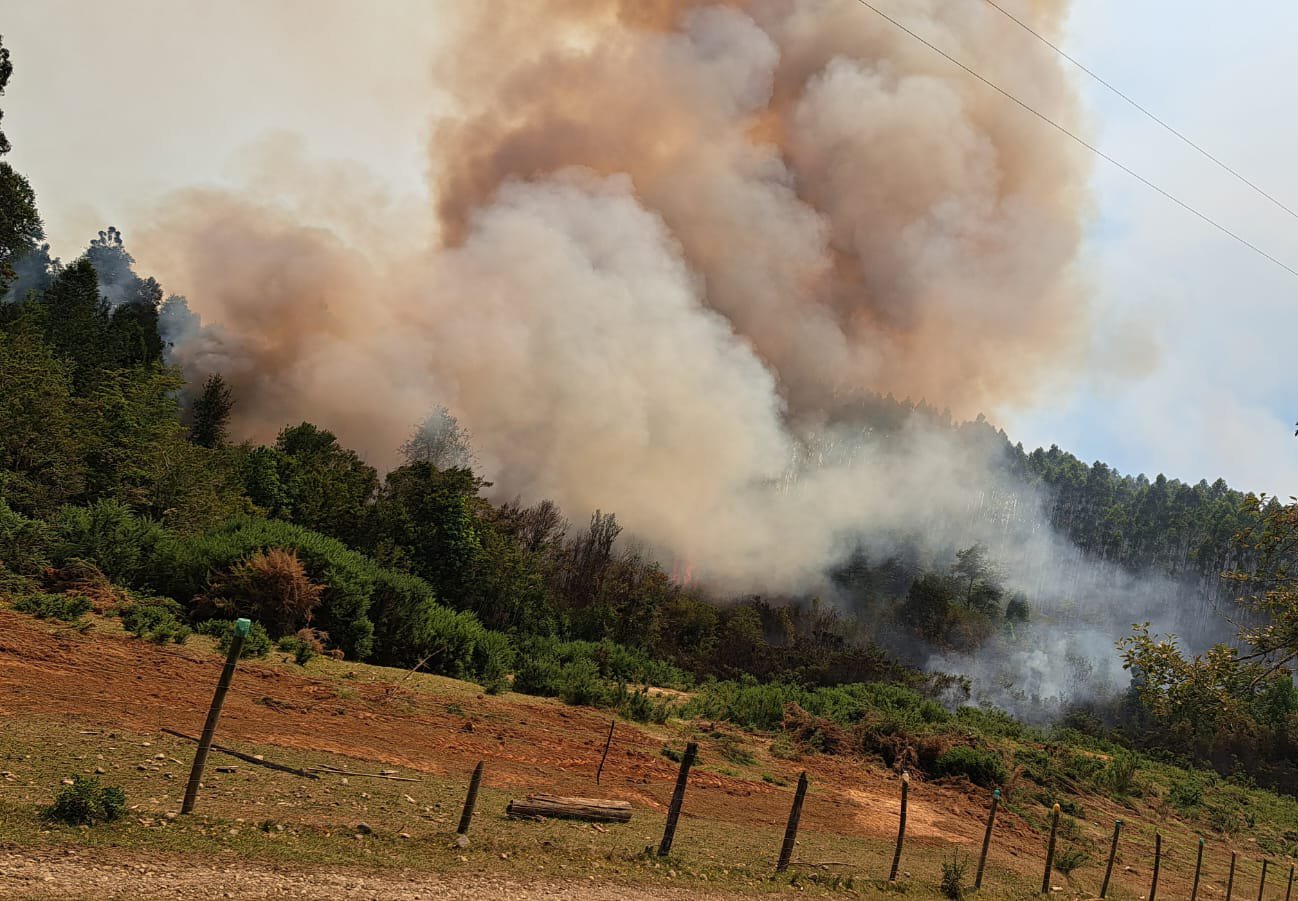 Alcalde de Paillaco por incendio forestal: “Solicitamos que se declare Estado de Catástrofe”