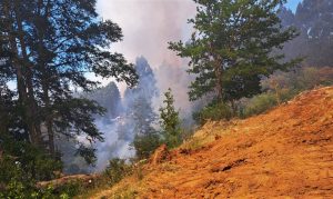 Incendio forestal fuera de control en Paillaco: Ha consumido casi 800 hectáreas