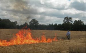 Incorporan helicóptero: Los Ríos se acerca a los 30 incendios forestales en lo que va de temporada