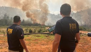 Fiscalía abrió investigación de oficio para aclarar origen de incendio forestal en Paillaco