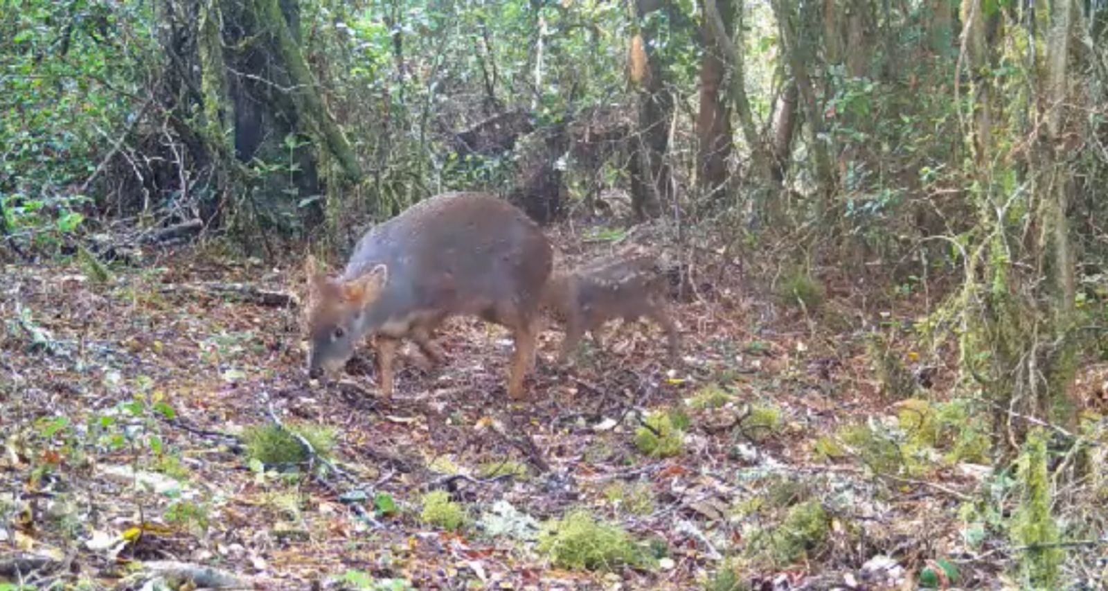 Cámaras trampa captan camino a Corral a una pudú hembra y su cría