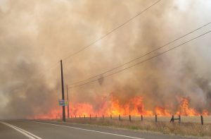 Incendio consumió plantación de trigo en un predio forestal de Mariquina