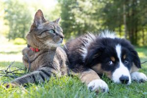 Desarrollan programa que permite esterilizar y vacunar mascotas en Valdivia