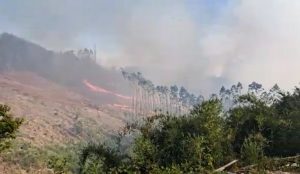 Incrementa superficie afectada por incendio forestal que afecta plantación en Mariquina