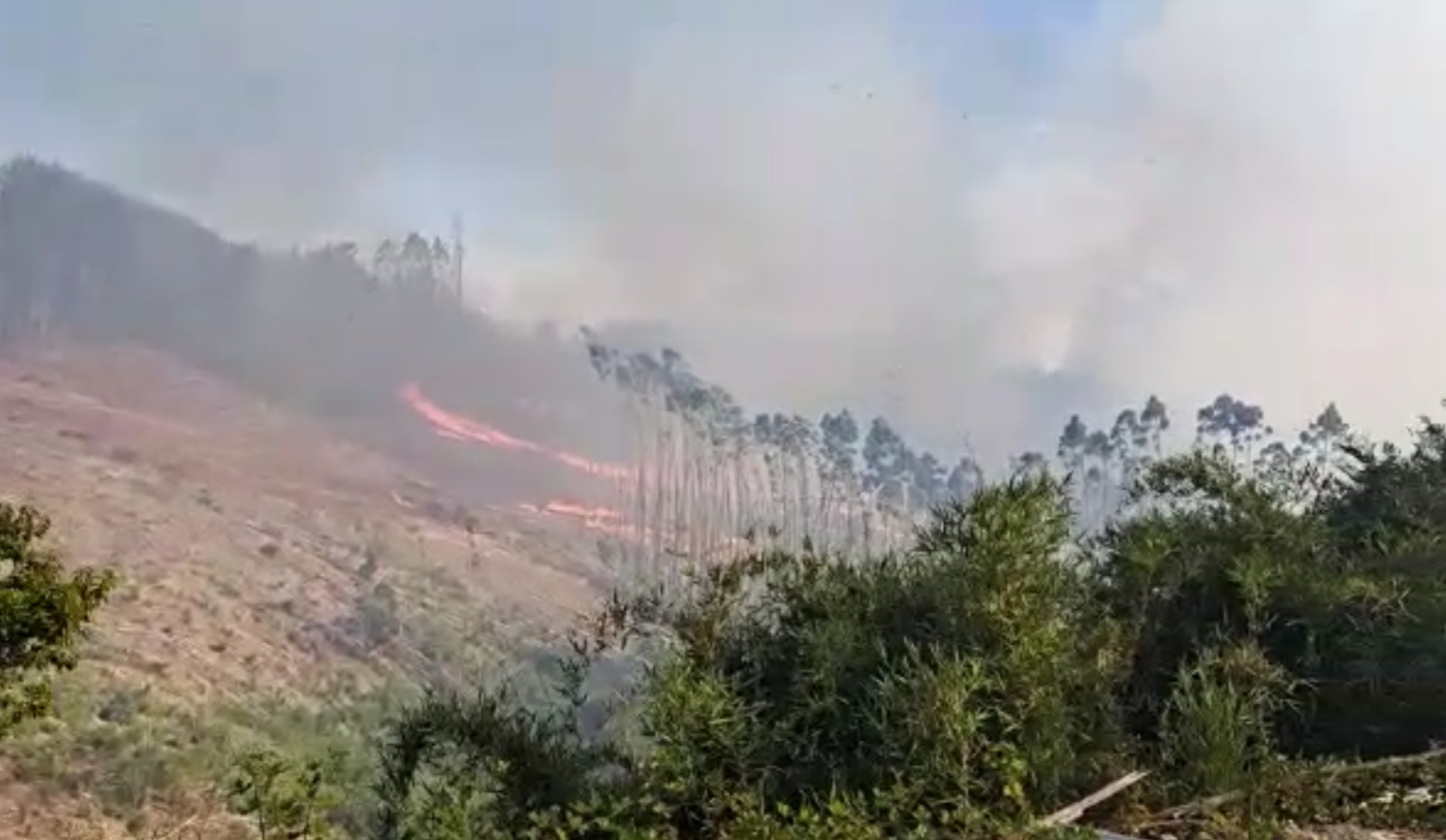 Incrementa superficie afectada por incendio forestal que afecta plantación en Mariquina