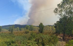Emergencias forestales activas superan las cinco mil hectáreas arrasadas en Los Ríos