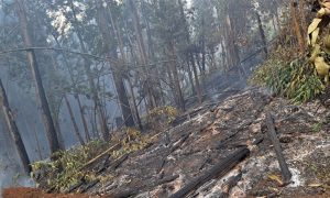 “No tenemos riesgo en el vertedero”: Emergencias forestales en Los Ríos no muestran mayores avances