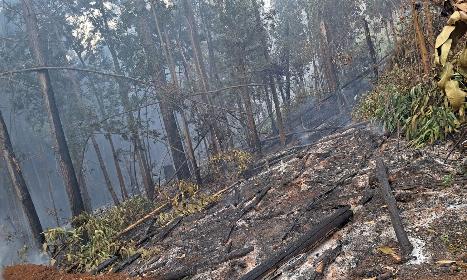 “No tenemos riesgo en el vertedero”: Emergencias forestales en Los Ríos no muestran mayores avances