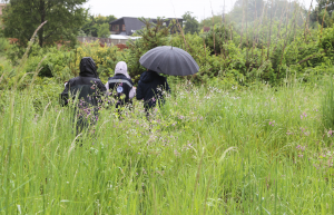 Tribunal Ambiental anula parcialmente declaratoria de Humedal Urbano Los Pelúes de Isla Teja