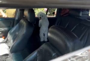 Con signos de deshidratación: Perrita es salvada desde auto en plena ola de calor en Panguipulli
