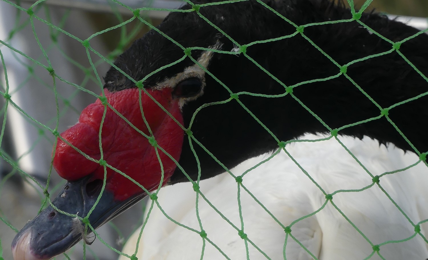 Cisnes de cuello negro muertos por influenza aviar superan la barrera de los 500 en Los Ríos