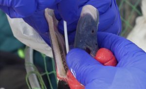 Los Ríos suma cuatro especies contagiadas con influenza aviar y más de 400 cisnes muertos