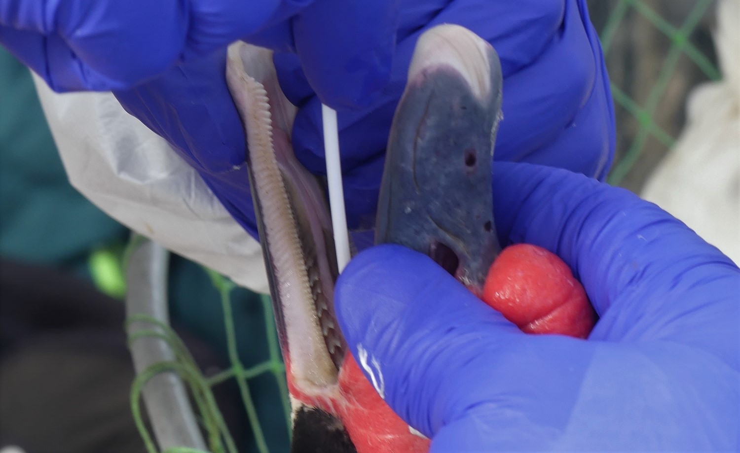 Gripe aviar impacta al Santuario Carlos Anwandter: Un centenar de cisnes son incinerados