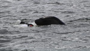 Pronta entrega de informe definirá acciones ante caída de población de cisnes en el río Cruces