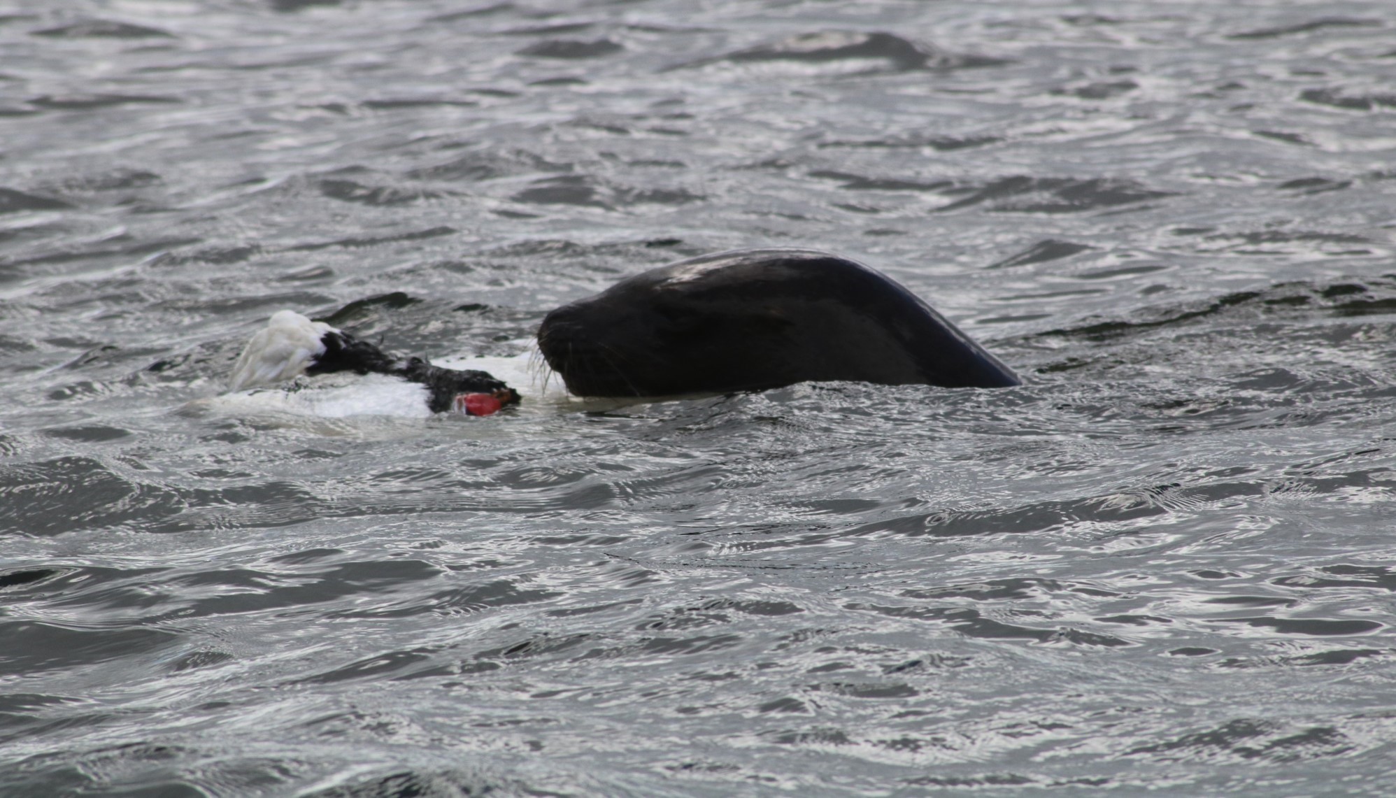 Pronta entrega de informe definirá acciones ante caída de población de cisnes en el río Cruces