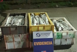 Fiscalización en Los Ríos terminó con casi una tonelada de merluza del sur incautada